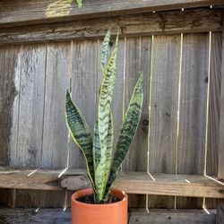 Indoor Mother-in-Law Or Snake Plant