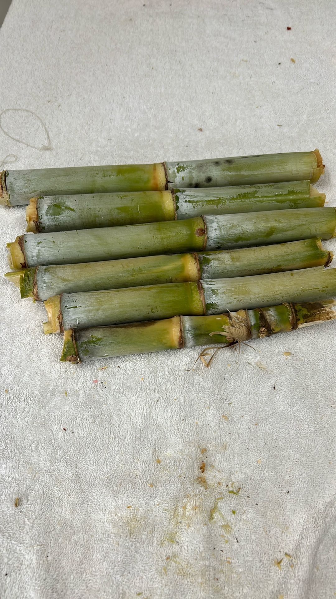 Sugar Cane 