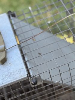 Live Animal Trap