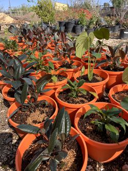 Plant Varieties