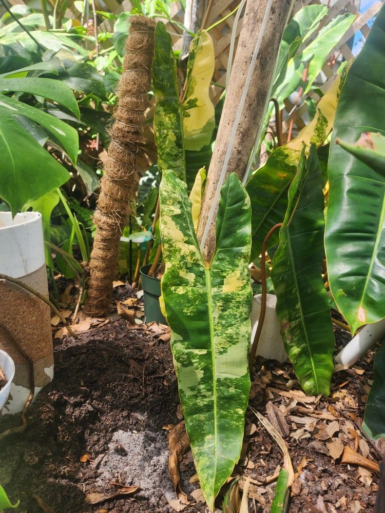 Philodendron Billitae Variegated