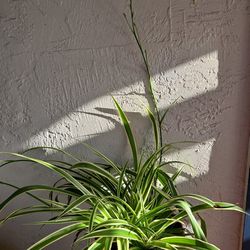 $10. Spider Plant/Very Healthy 