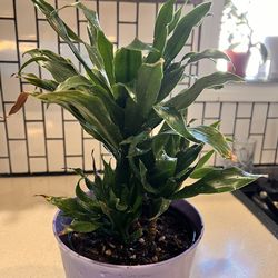 Indoor plant