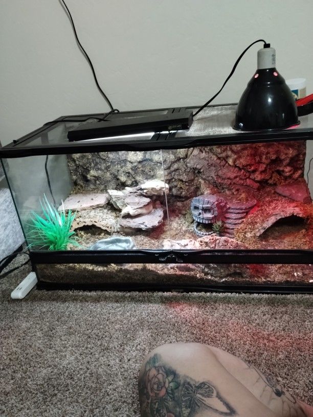 Leopard Geckos