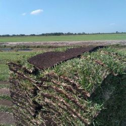 Fresh Sod Grass