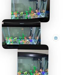 Fish Tank