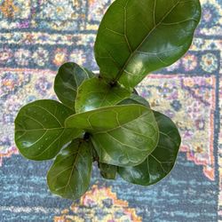 Fiddle Leaf Fig Plant