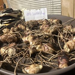 Canna Lily Musifolia & Robert kemp Rhizomes.