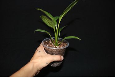 Peace Lily - Starter plant