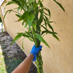 $3 Each Bamboo Plants Cuttings 