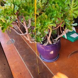 Ceramic Pot and Suculenta 