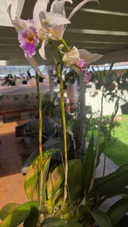 Orchids