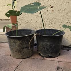 Costilla de moisés planta