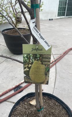 Jack Fruit Golden Nugget