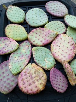 Santa Rita Prickly Pear (Opuntia santarita)  Pads