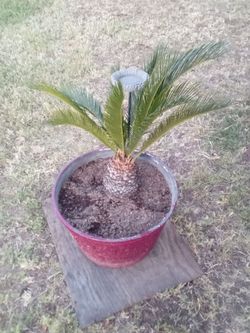 Sago Palm – Low Maintenance Tropical Plant (Indoor/Outdoor)
Palma de Sagú – Planta Tropical de Bajo