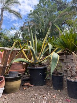 Large variegated Agave in 20 gallon pot