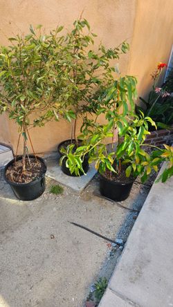 Three trees for sale