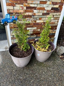 Two 16” patio planters