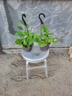Pothos Plant 6" Hanging Pot $5 each