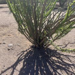 Ocotillo Fouquieria Splendens