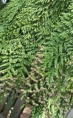 🐿️🪴Organic Well Established Red Cedar. Please See All Pics.$15; $12; $8