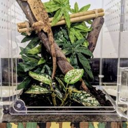 Crested Gecko Terrarium 