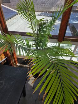 Beautiful Majestic Palm Tree Plant in Pot