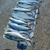 Fish All Day 