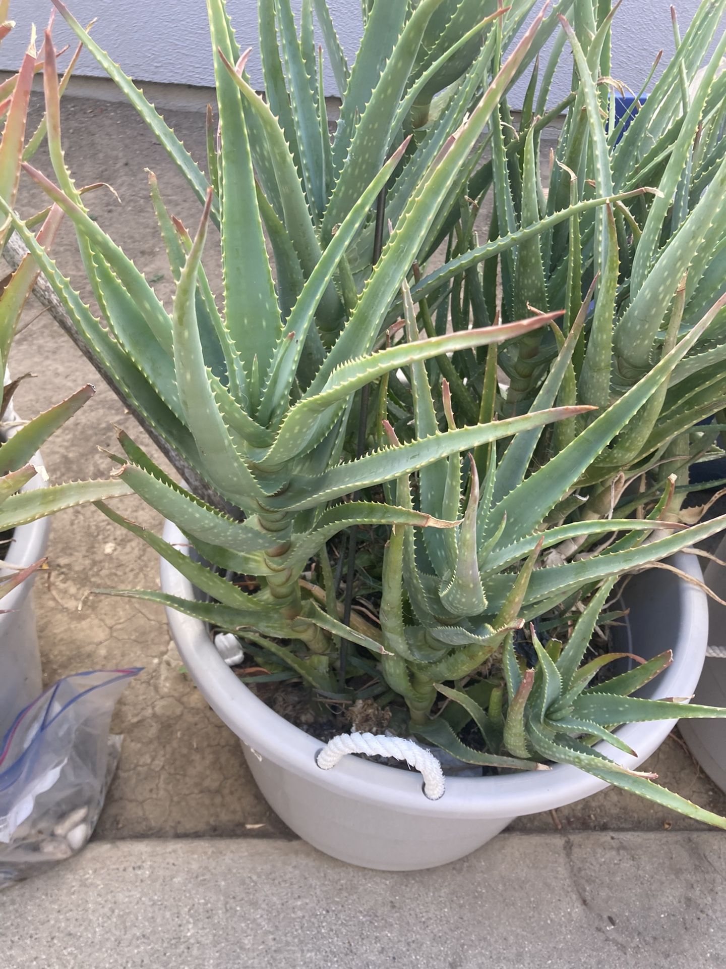 Aloe Vera Plant