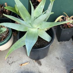 Plants, Aloes, Aeoneums 