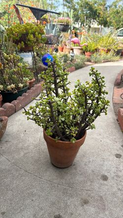 Succulent plant