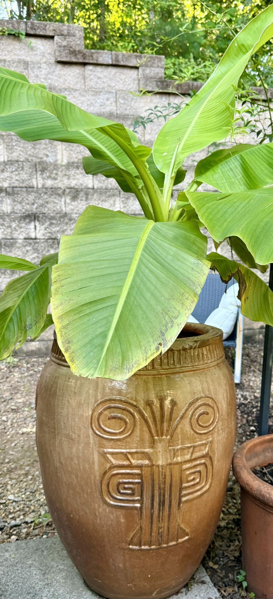 Gorgeous pair of oversized ceramic planters