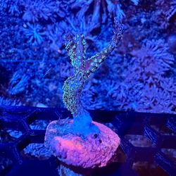 Neon Green Birdsnest Coral Decor