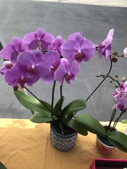 Flores