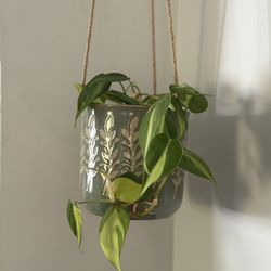 Philodendron Brasil Plant in Hanging Pot