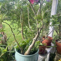 Desert Rose Bonsai Style – Live Plant