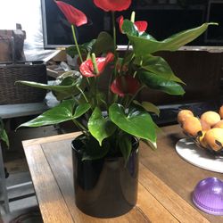 6” Flowering Plants 