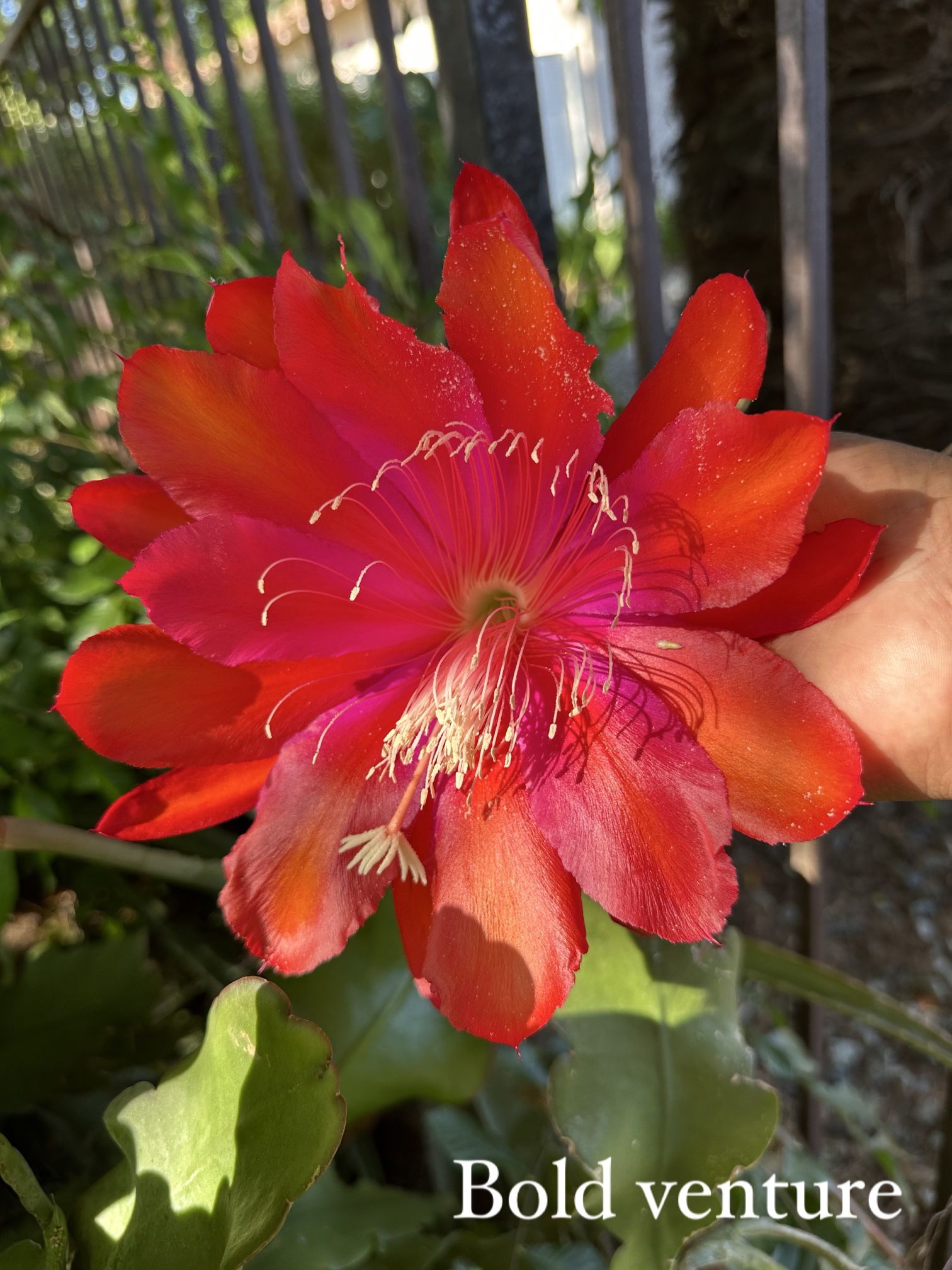 Epiphyllum orchid cactus One Galón Size $15 Each One I Have A Different more different Colors Available