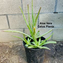 Aloe Vera Cactus Plants