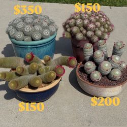 Cactus Succulents Agave Aloe Euphorbia