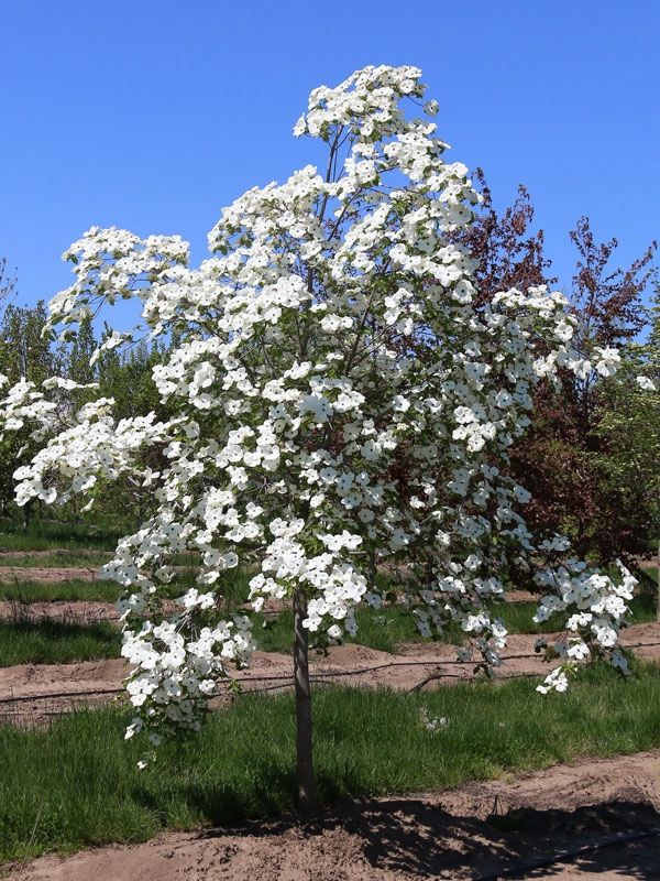 ‘Eddies White Wonder’ Dogwood Trees —