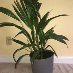 Chinese Fan palm Tree