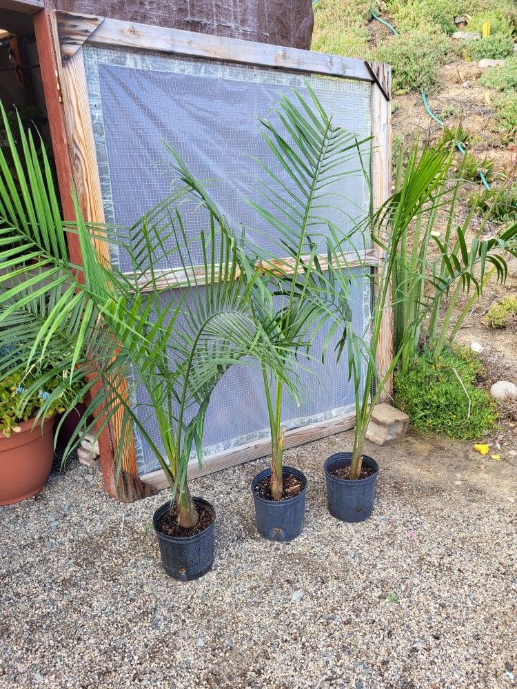Majesty Palm Plants 10" Pot 3.8 To 5ft Tall $10 Each / 3 for $25