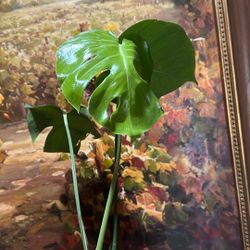 Rooted Monstera Plant