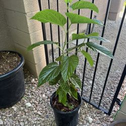 Siam Jumbo Mulberry Tree