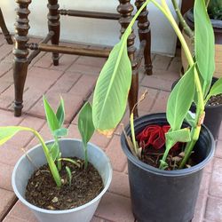 Cana plant/ yellow and red
