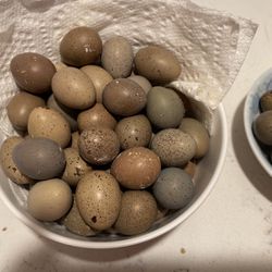 Button Quails Eggs For Snake Feeding 