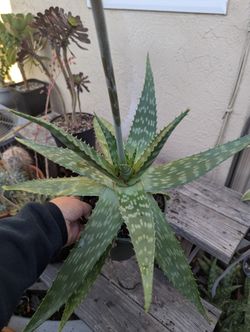 Aloe Maculata