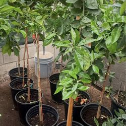 Moro Blood Orange 🍊 Trees 4 1/2 The Tall $55 Each Price Firm 